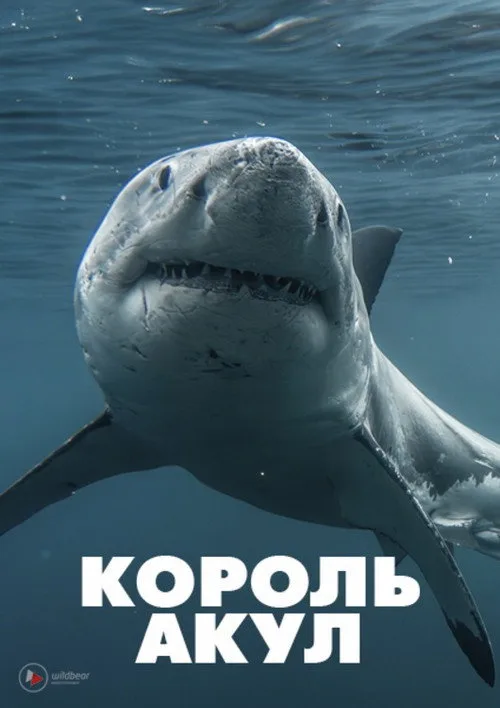 Boss Shark poster